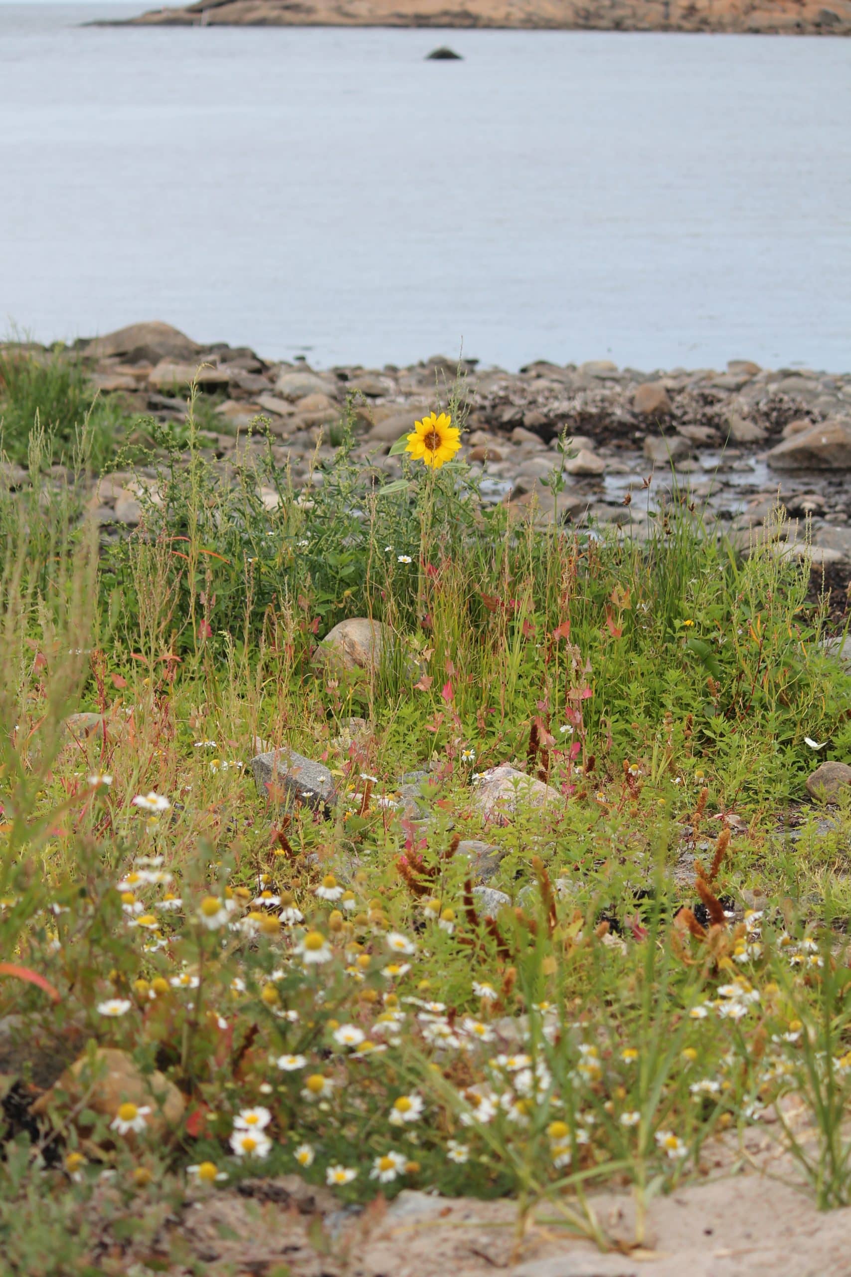 Sonnenblume, Kamille, Sand, Steine, Meer
phytourist.com